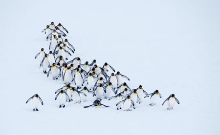 Penguins - white, penguin, pasare, bird, iarna, winter, cute, black