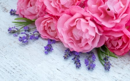 Happy Day! - day, summer, spring, purple, pink, blue, card, lavender, flower