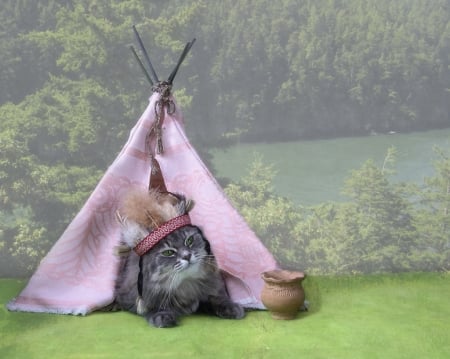 I live here - tent, cat, pink, animal, green, cute, pisica, daykiney