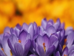 Crocuses