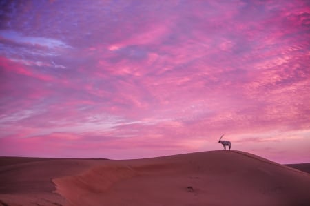 Solitude - sky, silhouette, cloud, pink, blue, desert, sand, goat