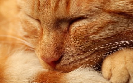 Sleeping cat - skin, sleep, cat, animal, orange, cute, pisica, ginger