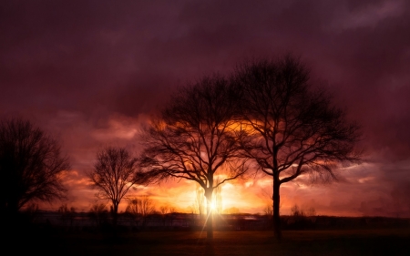 Sunset - rays, sunset, forest, trees