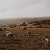 Sheep herd