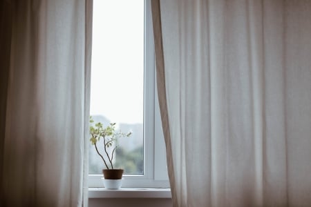 Window - Window, Curtains, View, Green, Pot, Flower, White