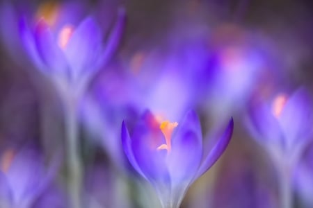 Crocuses - flower, purple, spring, texture, crocus, skin