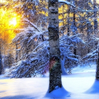 Sun Through the Snowy Trees