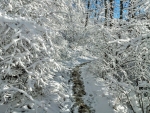 winter path