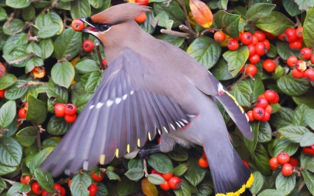 Bird and Berries - berries, trees, birds, animal, wings