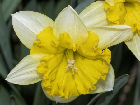 Daffodils Close-up - nature, closeup, macro, petals, daffodils, flowers