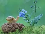 Snail