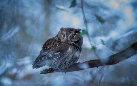 Owl - owl, pasare, bufnita, blue