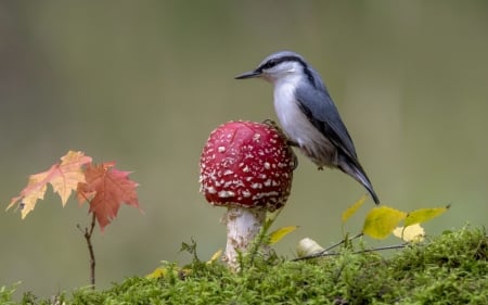 Bird on a mushroom