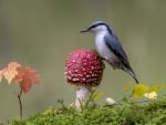 Bird on a mushroom