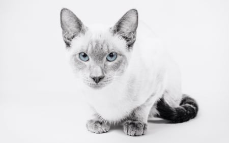 Cat - black, white, animal, pisica, cat, blue eyes