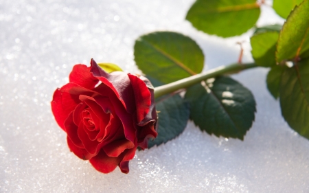 Red rose - trandafir, white, red, iarna, snow, winter, rose, flower