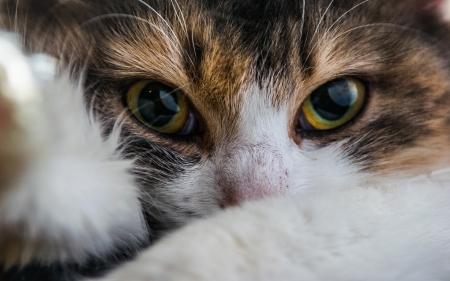 Kitten - white, skin, paw, cat, eyes, animal, cute, pisica