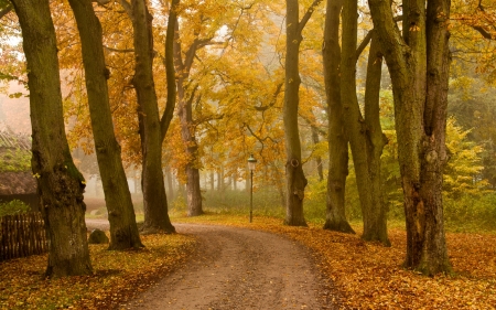 Autumn Alley - trees, avenue, alley, autumn, road