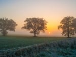 Trees at Sunrise