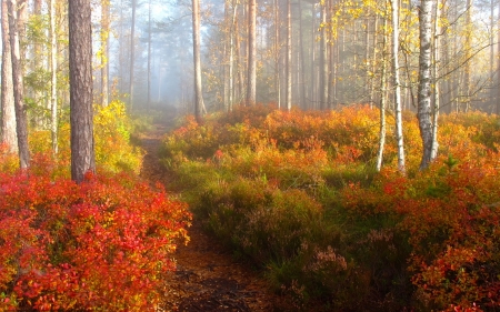 Autumn Forest - autumn, trees, birches, path, mist