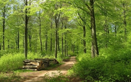 Forest Path - path, trees, forest, summer