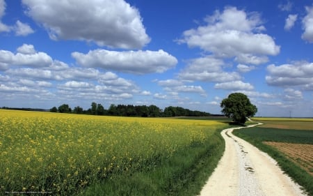 Landscape with Road - road, landscape, clouds, field, tree, rape