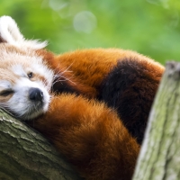 Red Panda Fox