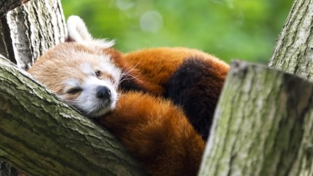 Red Panda Fox - nature, trees, panda fox, animals, red panda fox