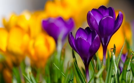 Crocuses - flower, purple, pink, spring, yellow, crocus