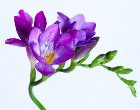 Freesia - purple, spring, freesia, flower, pink