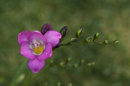 Freesia - green, spring, freesia, flower, pink