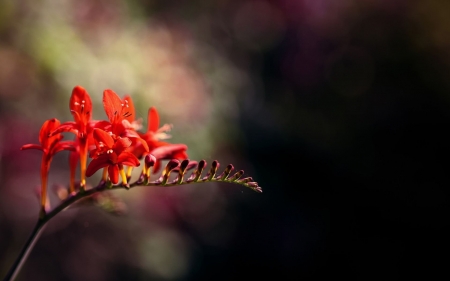 Freesia - freesia, spring, flower, red