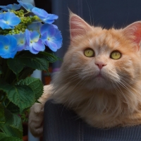 Cute Red Cat