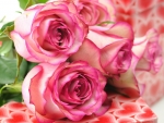 Pretty Pink Roses