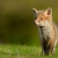 Fox cub