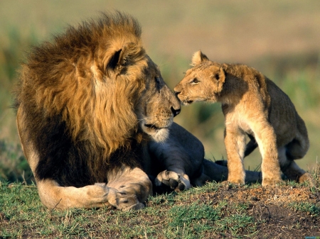 Father and son - leu, cub, animal, kiss, cute, father, lion