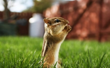 Chipmunk - animal, green, cute, grass, chipmunk, squirrel, veverita