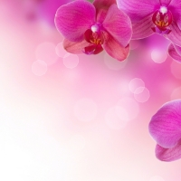 Orchids