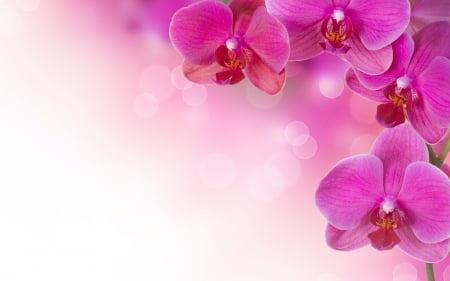 Orchids - white, card, flower, pink, orchid