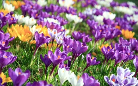 Crocuses - pink, spring, yellow, texture, skin, crocus flower, green