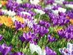 Crocuses