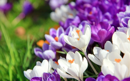 Crocuses - skin, white, purple, spring, texture, flower, crocus, pink