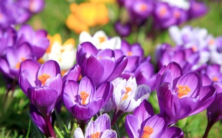 Crocuses - skin, crocus, purple, pink, texture, flower, spring