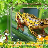 PRETTY FROG