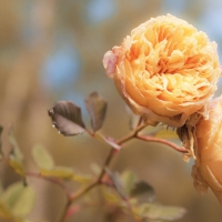 Light  Orange Roses