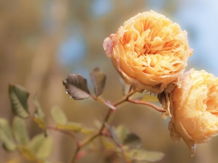 Light  Orange Roses - roses, buds, petals, light, orange, peach, flowers, nature, macro