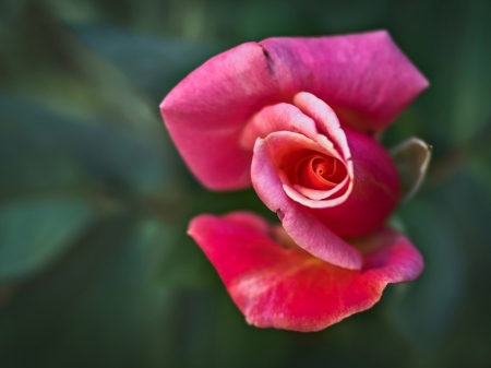 *Beauty* - nature, buds, macro, petals, flowers