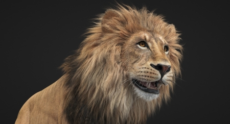 Lion - lion, leu, paul panchenko, animal, fantasy, cg, big cat