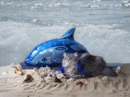 Dolphin and mermaid - beach, cat, summer, funny, pisica, daykiney, blue, animal, sand, cute