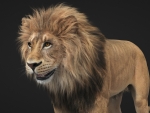 lion